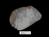 藏品(紅鬍魁蛤)的圖片